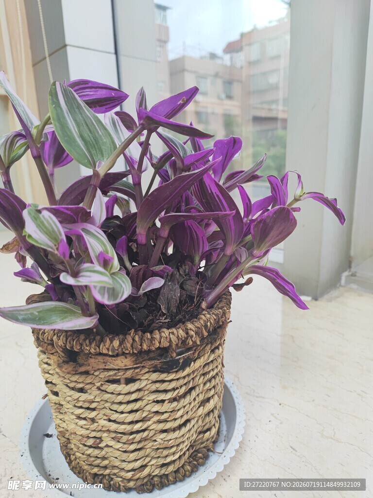 紫边吊兰置于藤编花盆中