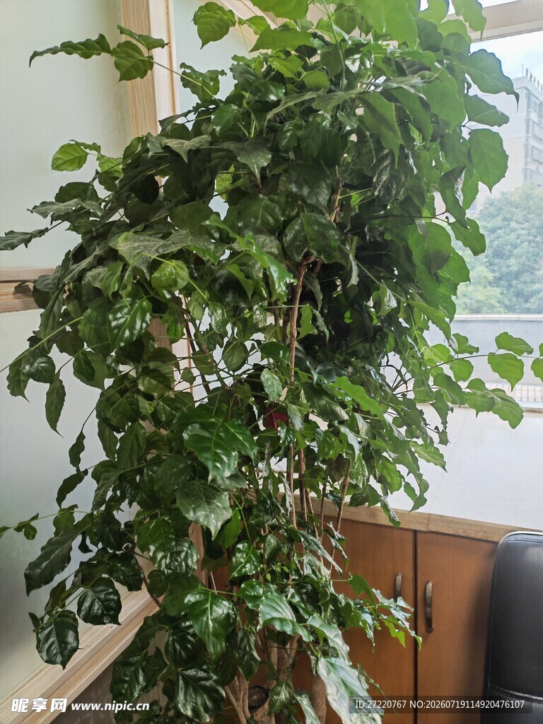 室内繁茂绿植生机盎然