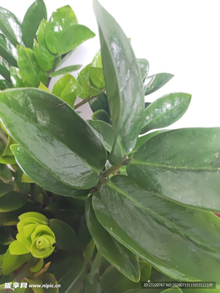 翠绿肥厚的绿植叶片特写
