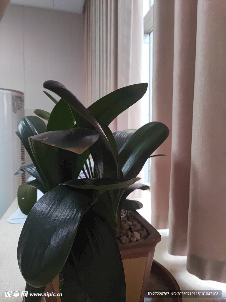 窗边的盆栽