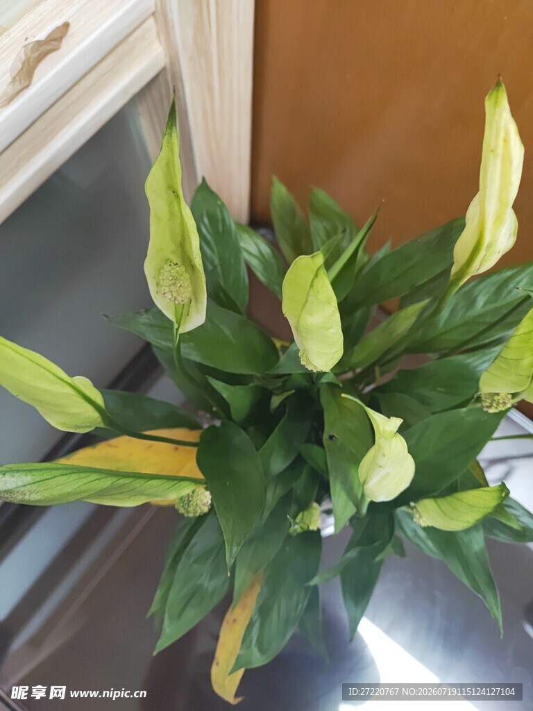 翠绿盆栽植物生机盎然