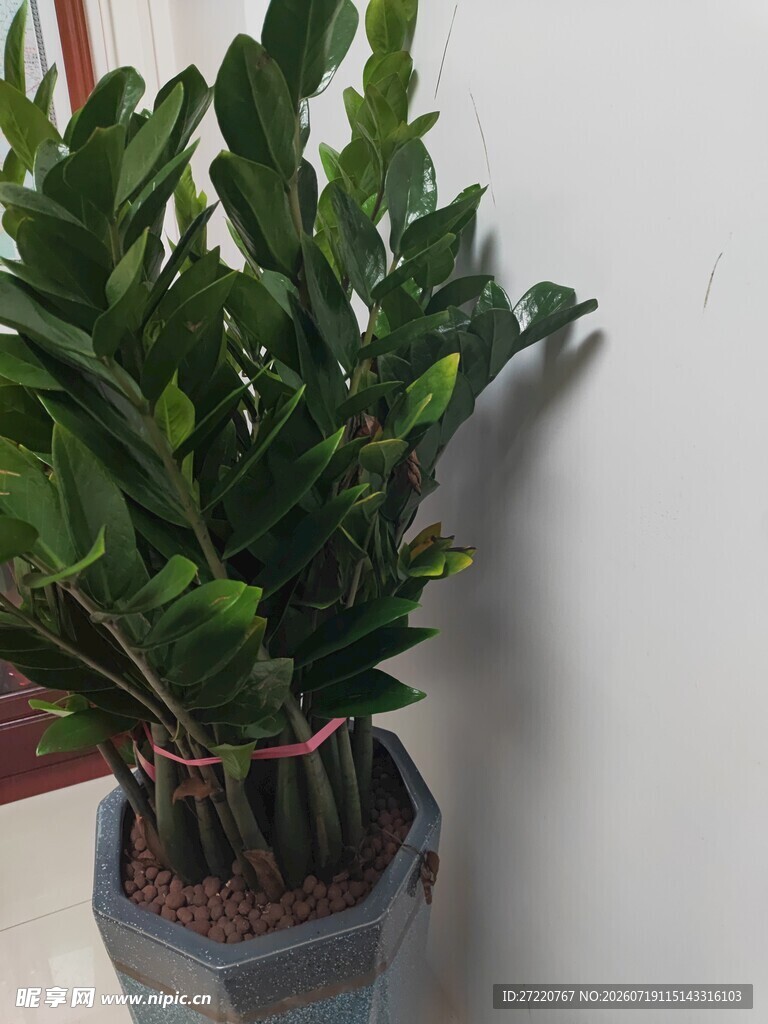 室内绿植虎皮兰盆栽