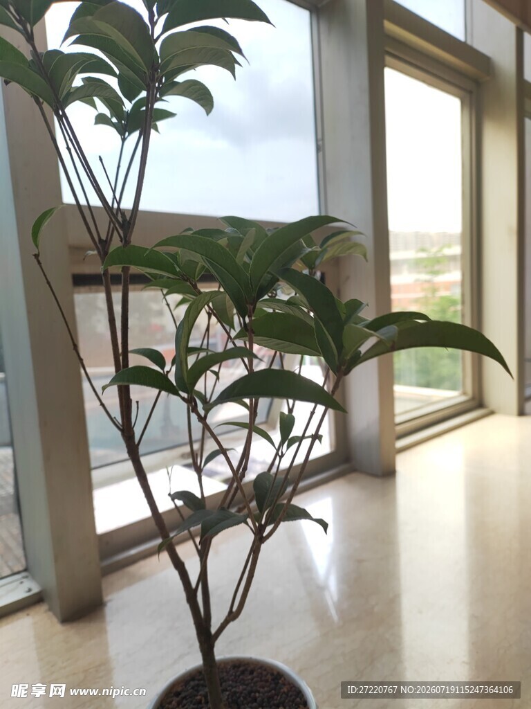 室内窗边绿植盆栽
