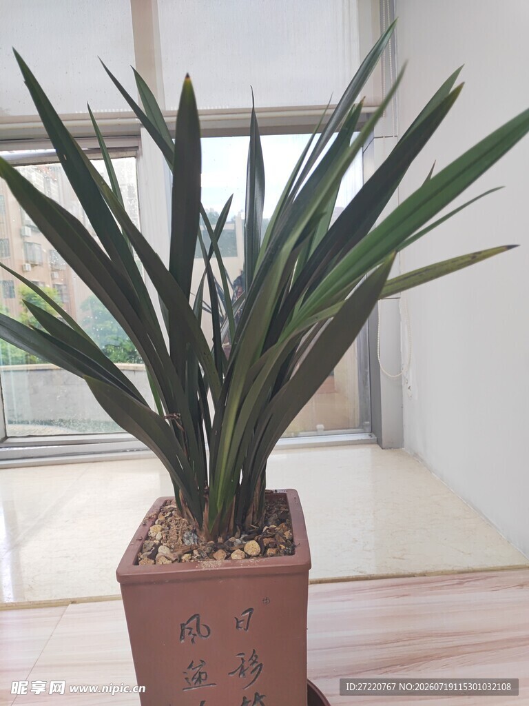 室内绿植盆栽龙舌兰