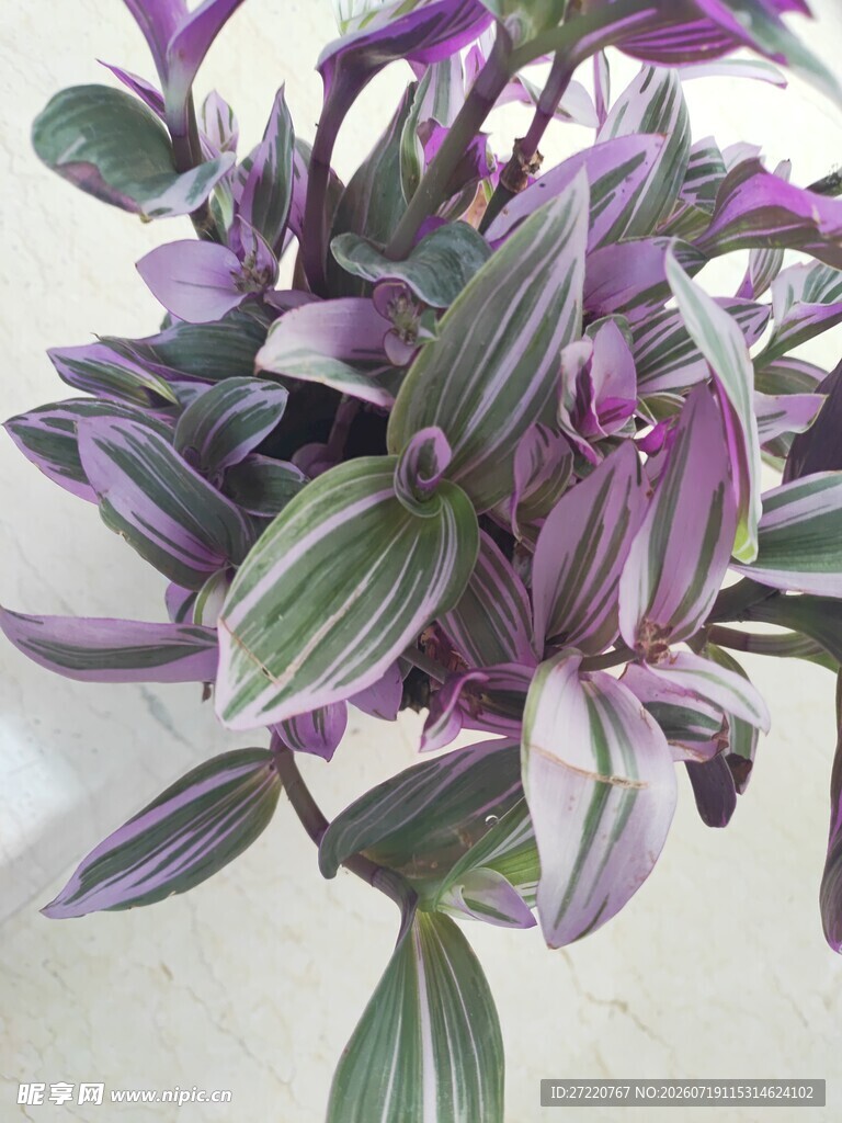 紫边条纹绿植特写