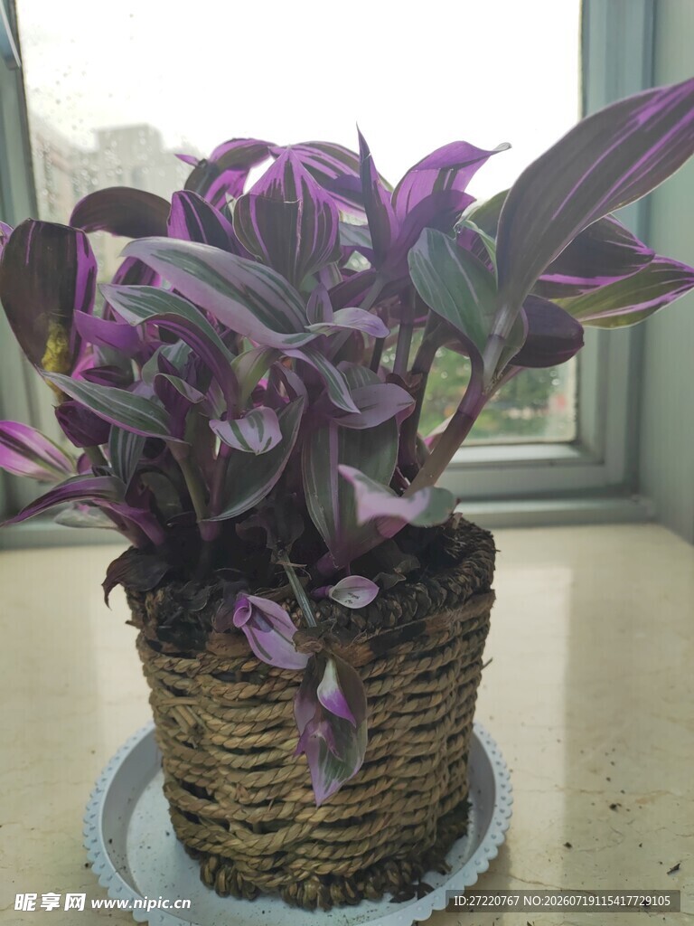 紫叶盆栽置于编织花盆中
