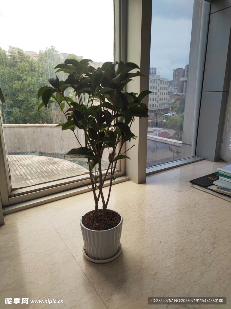 窗边绿植盆栽