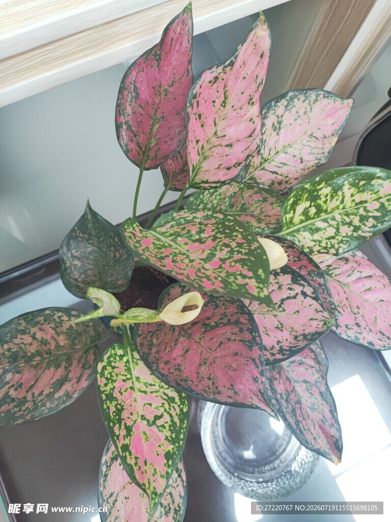 多彩花叶芋 绽放独特魅力