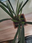 室内绿植盆栽