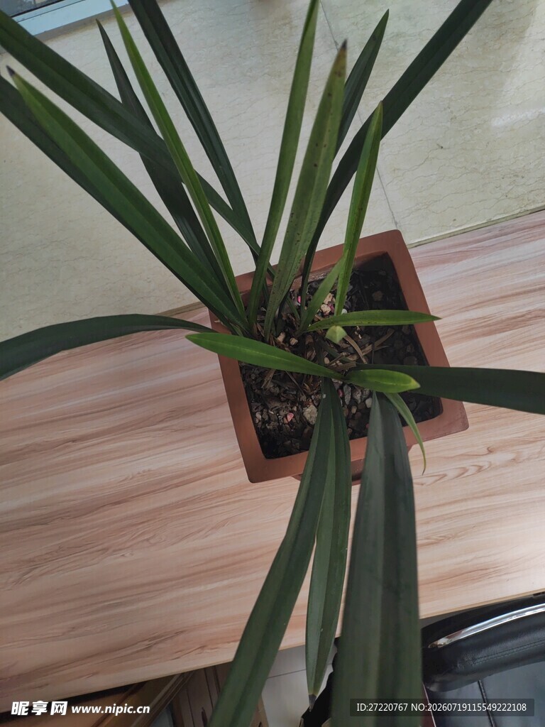 室内绿植盆栽