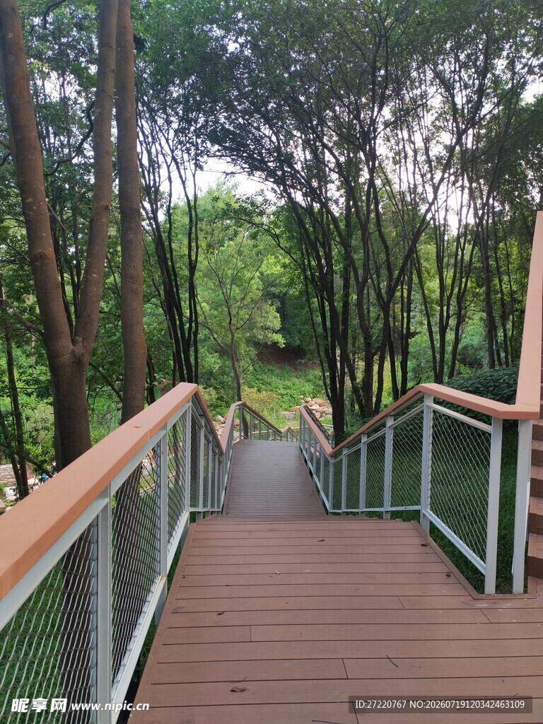 林间木质栈道 自然景致