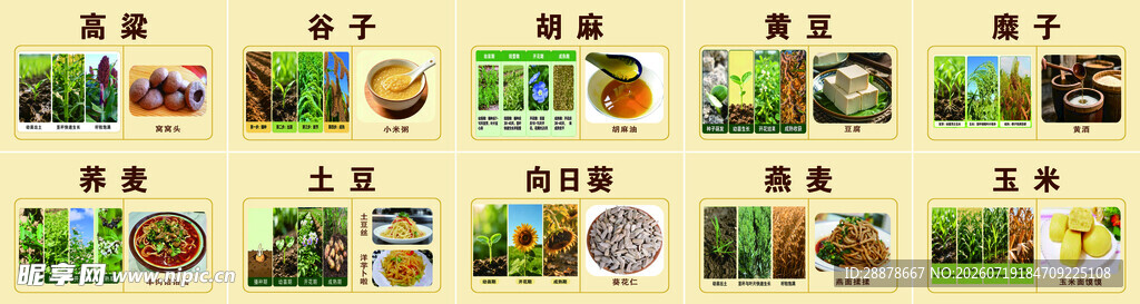 杂粮 