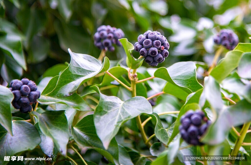 紫果绿叶植物特写