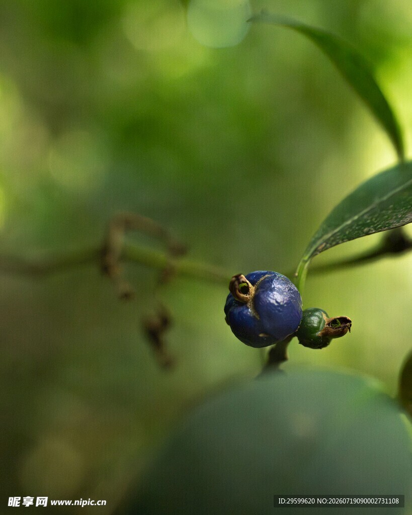 枝头蓝果 