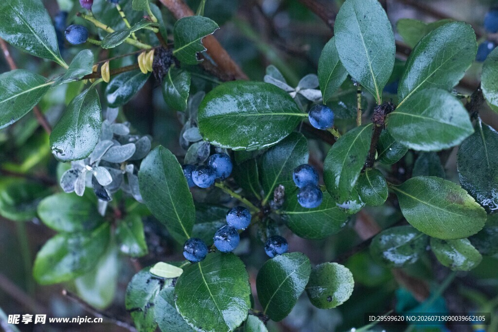 蓝紫色果实的翠绿植物