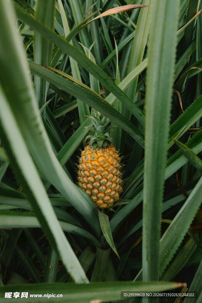 草丛中的黄色菠萝