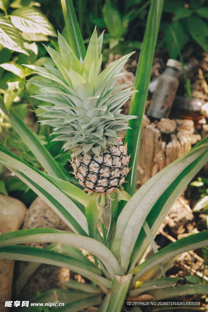 生长中的新鲜菠萝植株