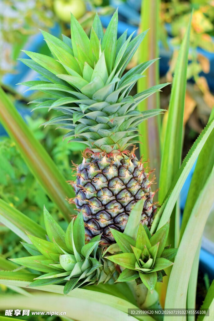 盆栽中的小菠萝