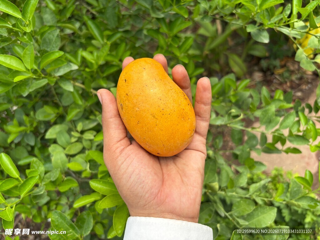手中金黄芒果 