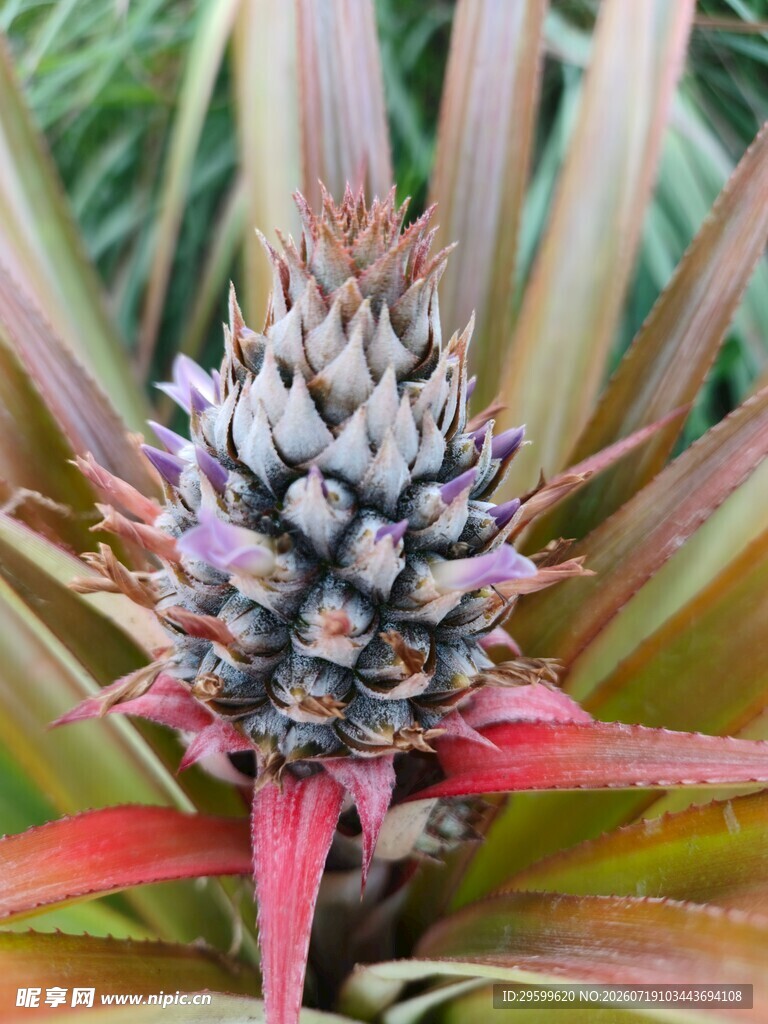 成熟菠萝植株特写