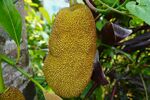 树上的大颗菠萝蜜果实