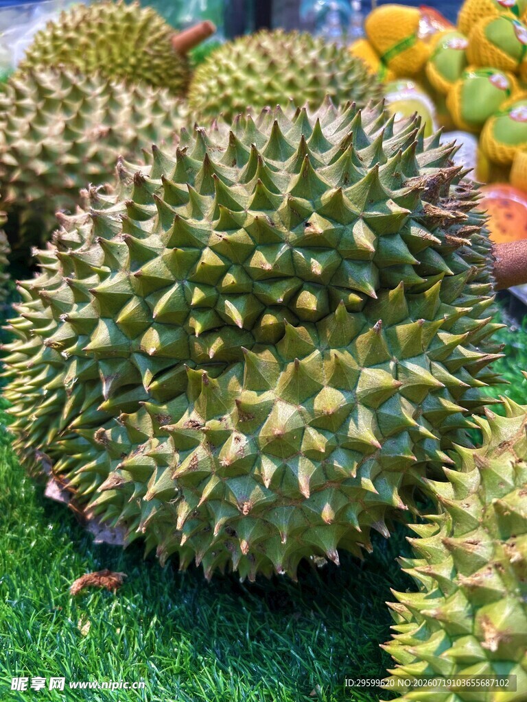 新鲜带刺榴莲摆放在草地