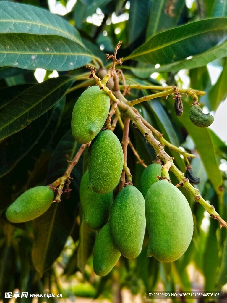 枝头青芒 