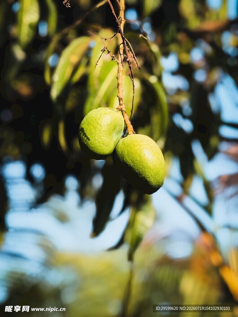 枝头青芒果