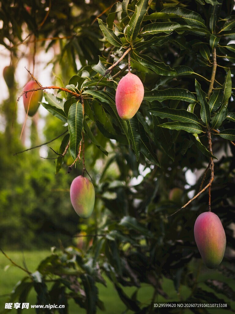 枝头饱满诱人的成熟芒果