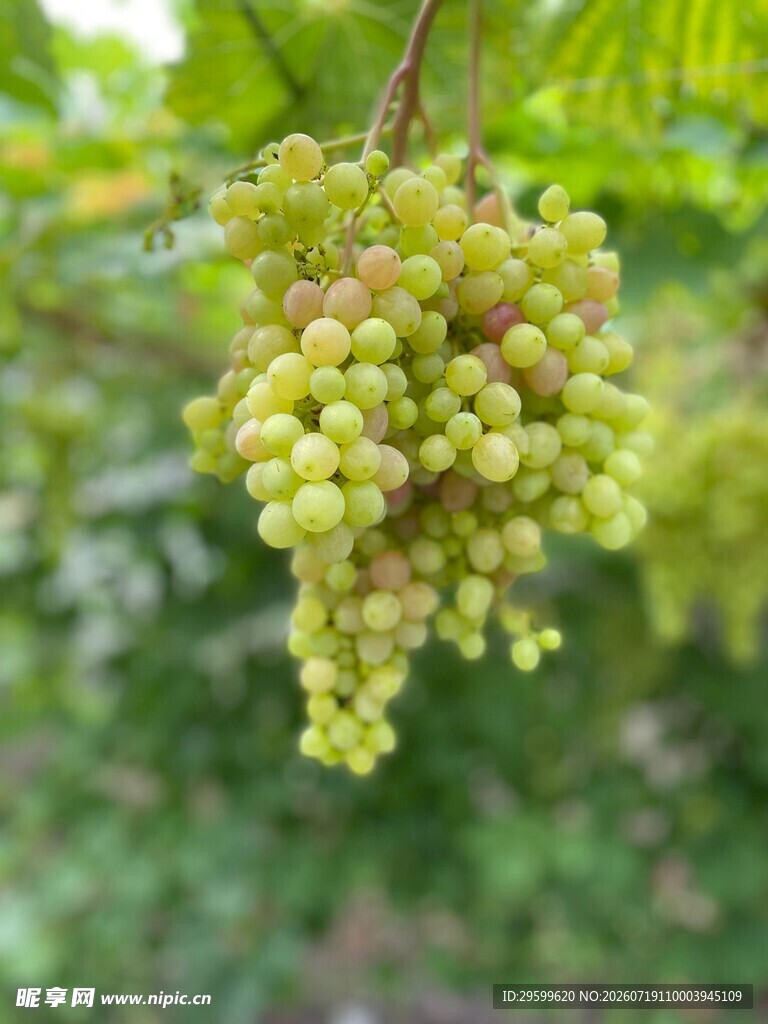 一串鲜嫩的青葡萄