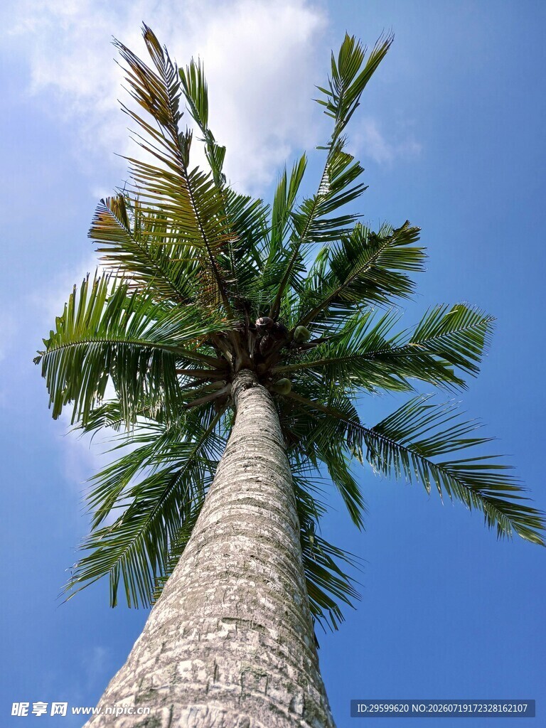 仰望高耸的椰子树
