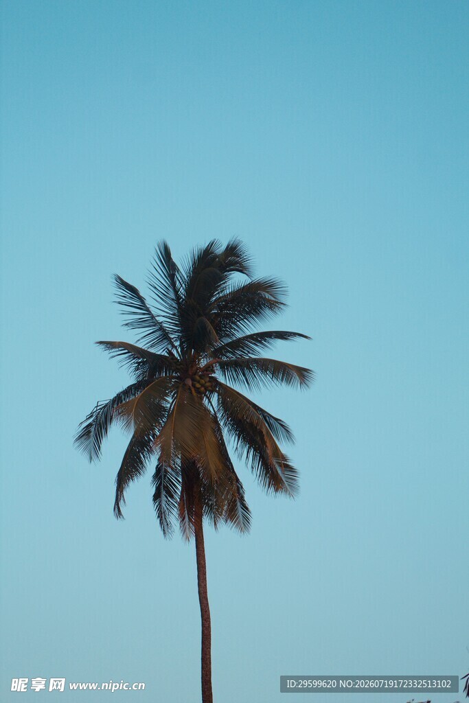 蓝天椰树 