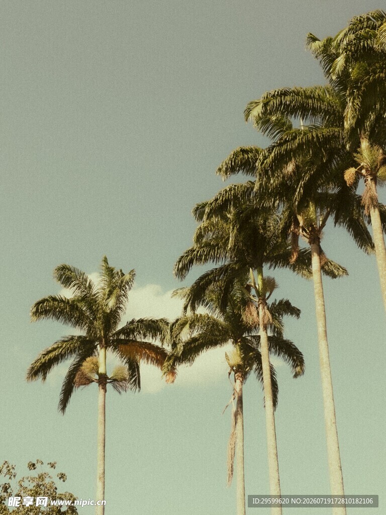 热带棕榈树的蓝天景致