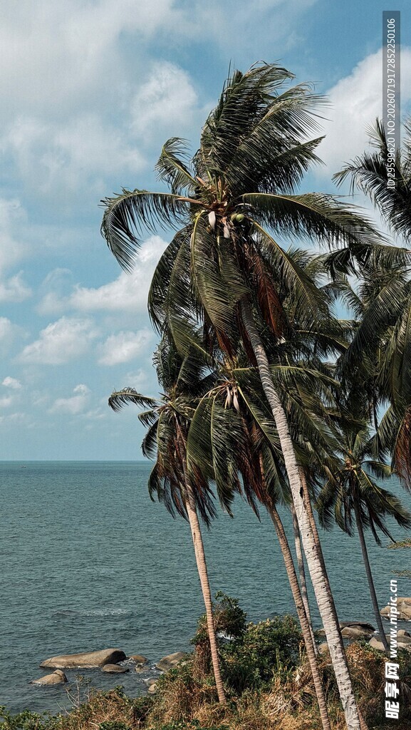 海边椰树风景