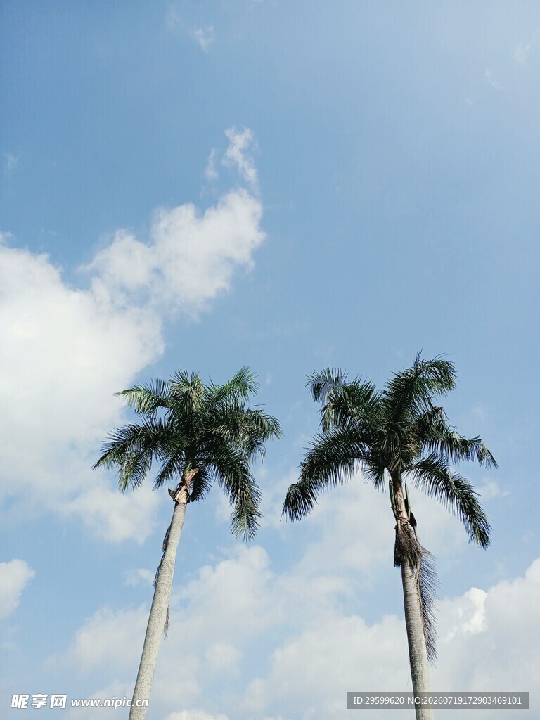 蓝天下的两棵高大棕榈树