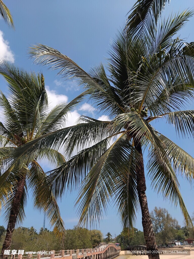 海边椰树蓝天美景
