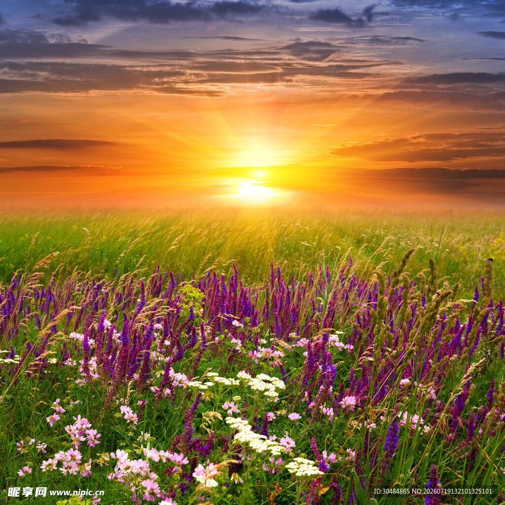 夕阳下的花海美景