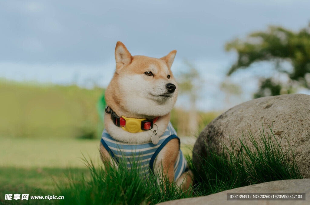 穿条纹衣的可爱柴犬