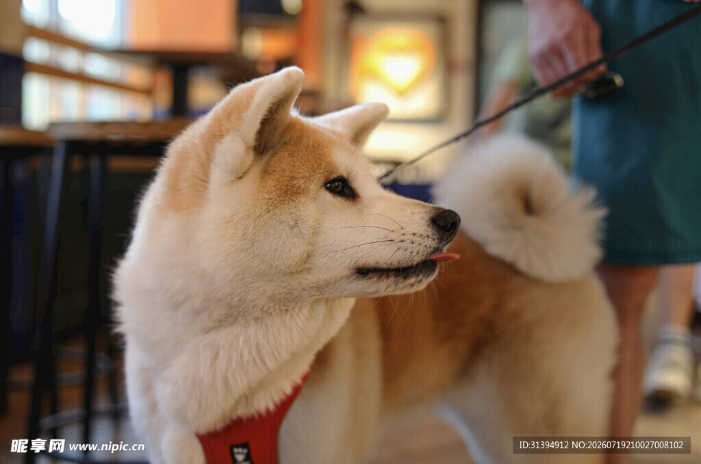 可爱秋田犬被牵引