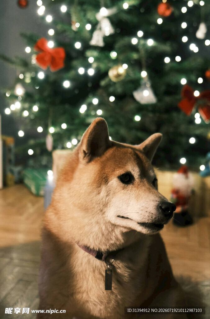 柴犬伴圣诞树温馨场景