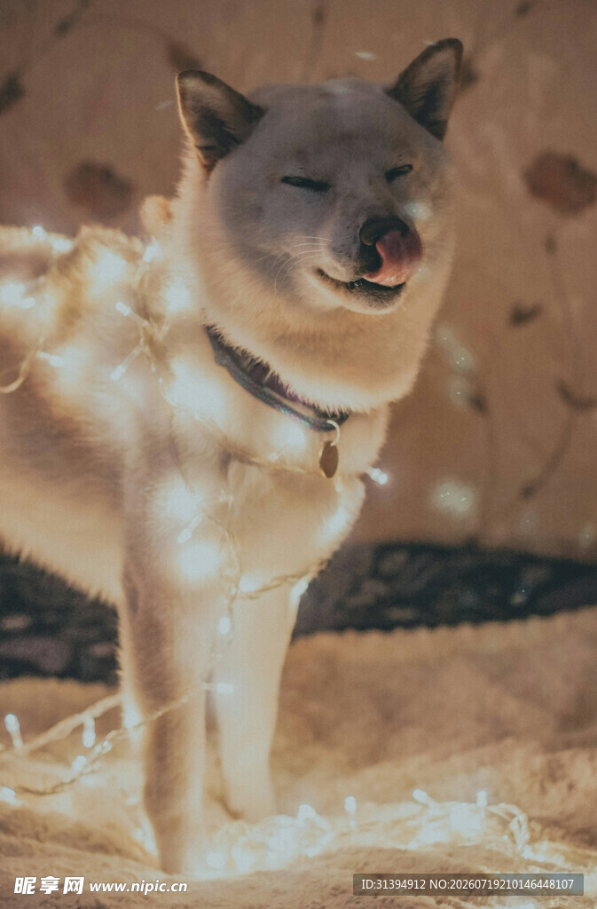 灯光环绕的可爱柴犬