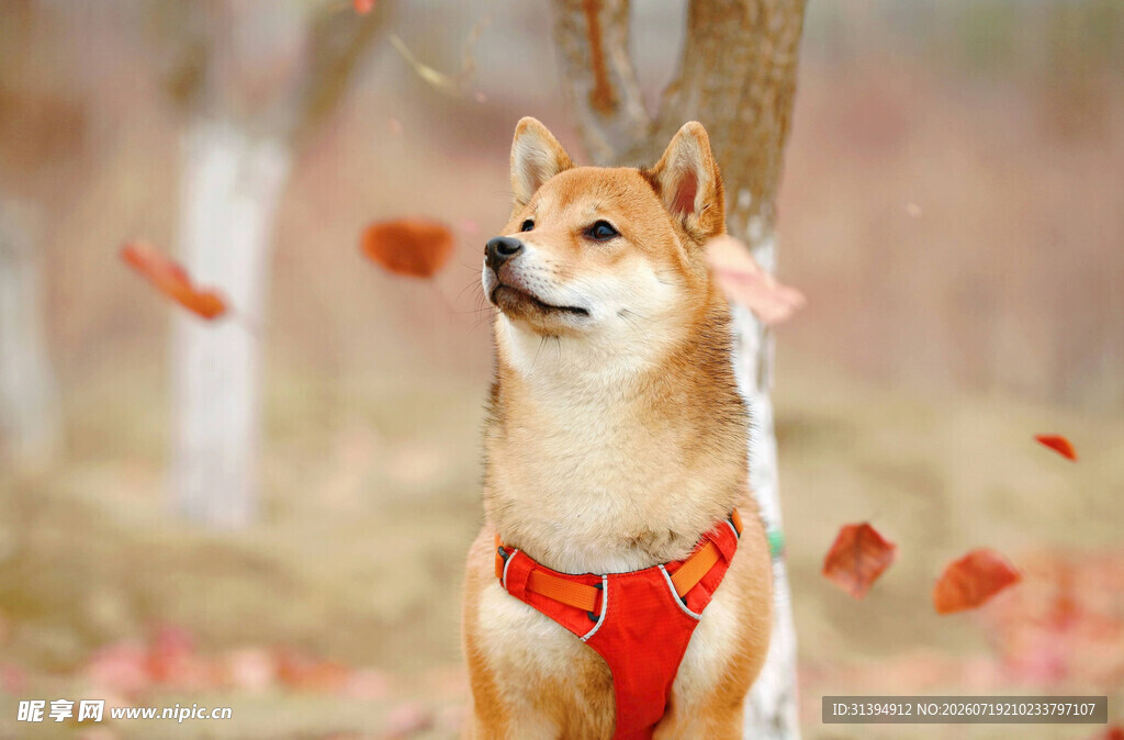 秋日红装柴犬赏落叶