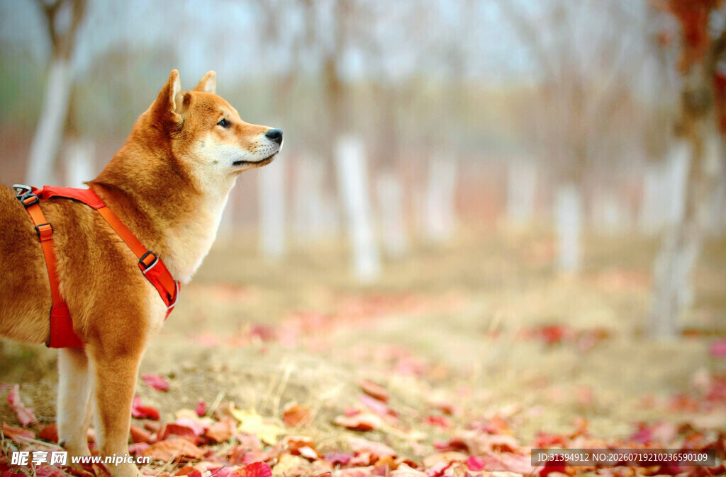 秋日红装柴犬漫步落叶间