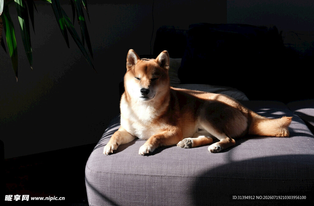 阳光下休憩的可爱柴犬
