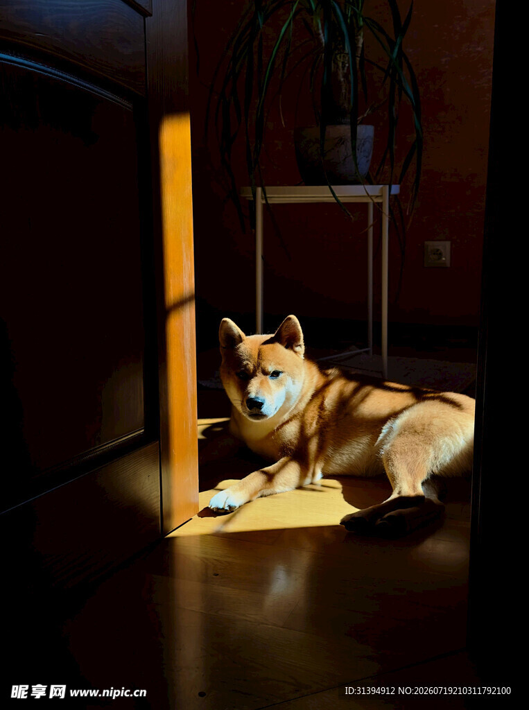 阳光下惬意的柴犬