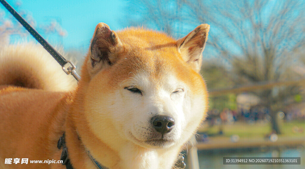 阳光下的可爱柴犬
