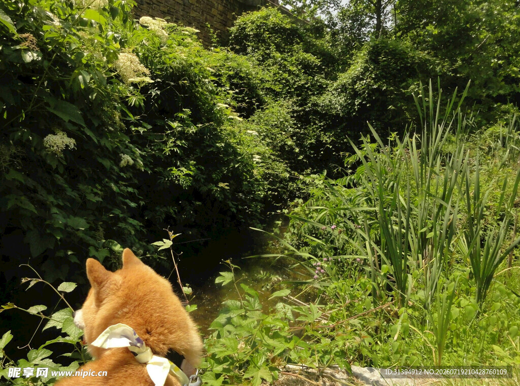 田园中的可爱猫咪
