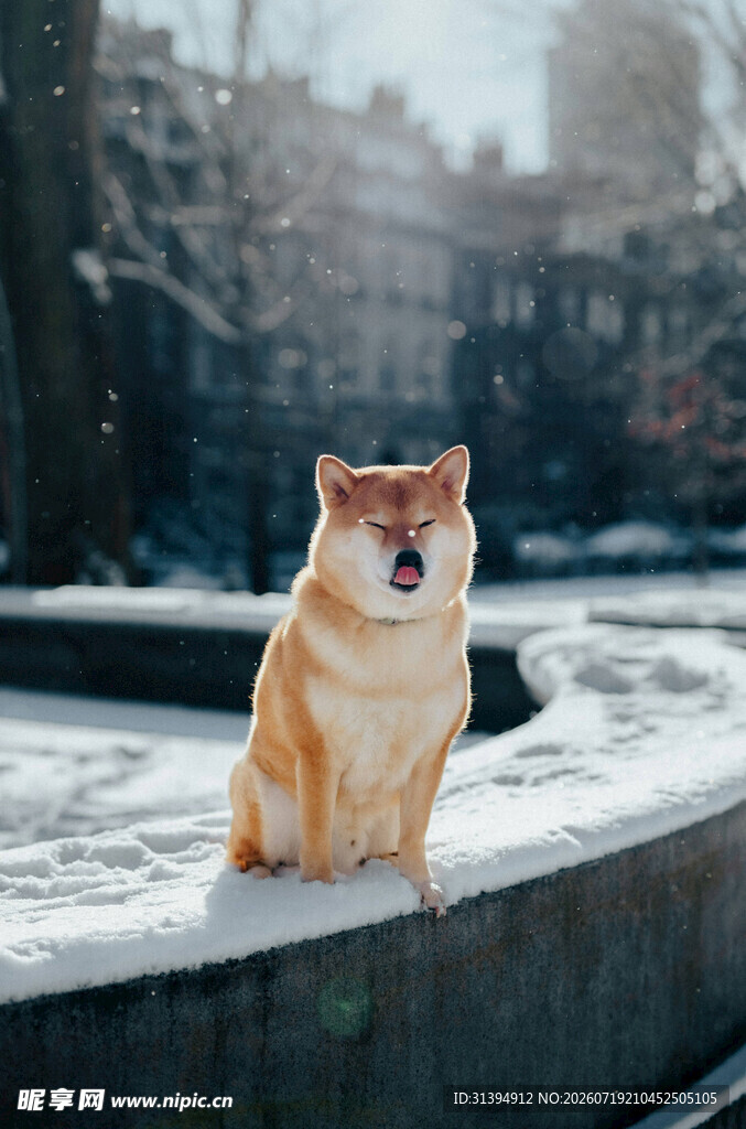 雪地中可爱的柴犬