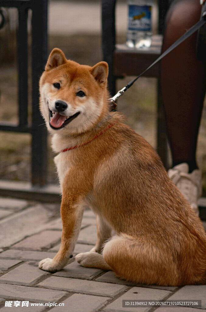 可爱柴犬坐在户外街道上
