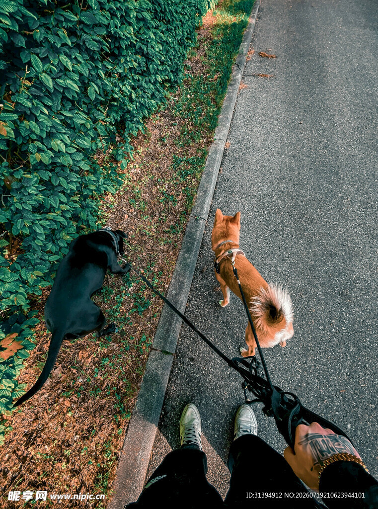 人牵两犬漫步于路旁